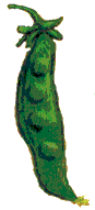 Image of Pea, by Patrick J. Rich