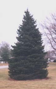 Town Christmas Tree