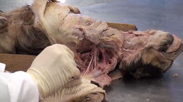 dog dissection