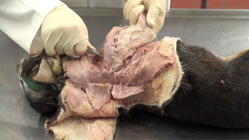 Dog - Dissection of Muscles Neck to Toe