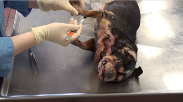 DOG - Skinning of Thoracic Limb