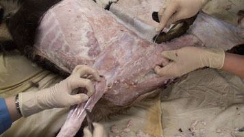 Goat - Dissection 1 Muscles Neck and Forelimb 2
