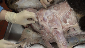 Goat - Dissection1 - Neck Forelimb Bld Supply Nerves 2