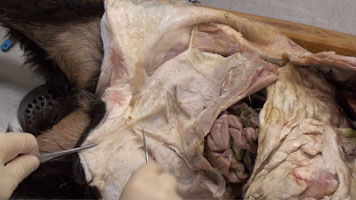 Goat - Dissection1 Pelvis 1