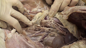 Goat - Dissection1 Pelvis2