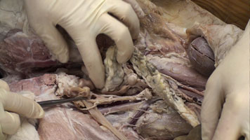 Goat - Dissection1 Pelvis4