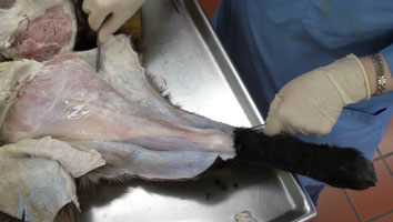 Goat - Dissection1 Pelvis Limb Muscles