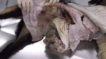 Goat - Dissection2 Abdomen1