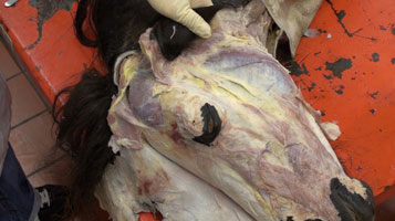 Dog - Dissection of Thoracic Limv Vessels