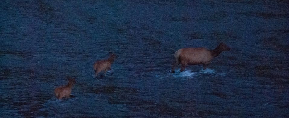 Antelope in the river