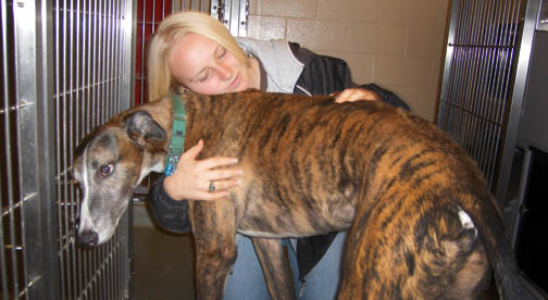 huging grayhound