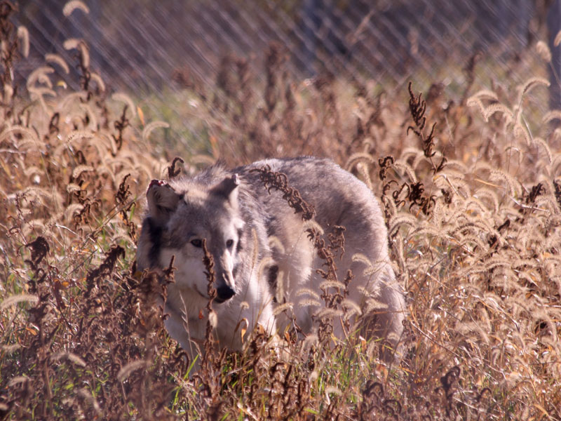 Wolf Park wolf