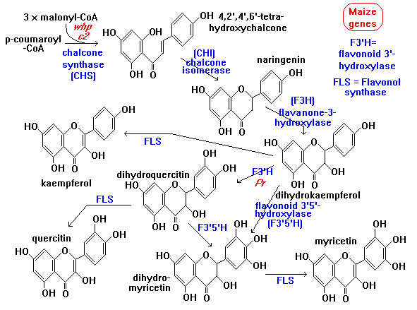 Синтез антоцианов. Антоцианы флавоноиды каротиноиды. Антоцианы формула. Антоцианы в растениях. Строение антоцианов.
